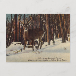 Allegheny National Forest im Vintage-Stil, Pennsyl Postkarte