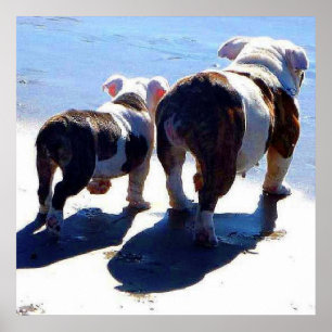 Allein englische Bulldogs beim letzten Poster