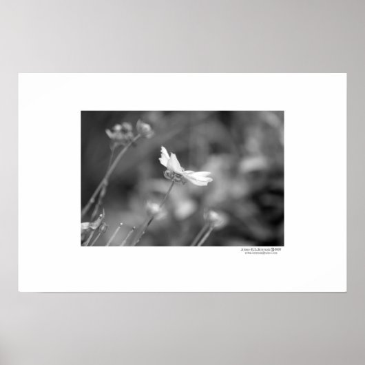 allein poster (Vorne)