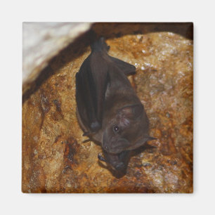 Alleinalleine Magnet