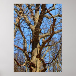 Alleinbaum im Winter Poster