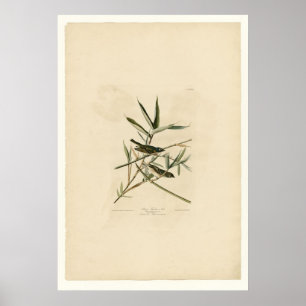 Alleiner Flycatcher oder Vireo Poster