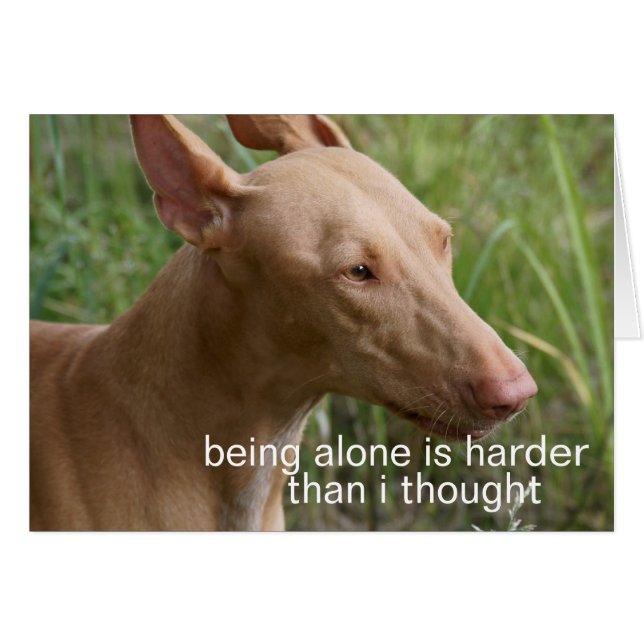 Alleinhund (Vorderseite (Horizontal))