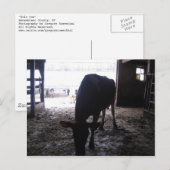 Alleinkuh Postkarte (Vorne/Hinten)