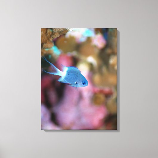 Allen's chromis leinwanddruck (Vorderseite)