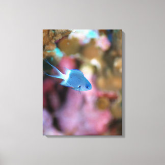 Allen's chromis leinwanddruck
