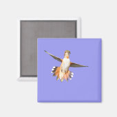 Allen's Hummingbird im Flight Magnet (Vorderseite/Rückseite)