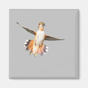 Allen's Hummingbird im Flight Magnet
