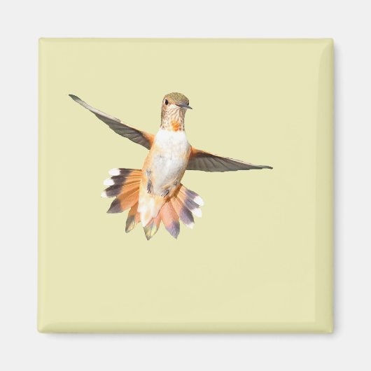 Allen's Hummingbird im Flight Magnet (Vorne)