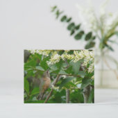 Allen's Hummingbird Postcard Postkarte (Stehend Vorderseite)