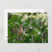 Allen's Hummingbird Postcard Postkarte (Vorne/Hinten)
