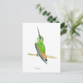 Allen's hummingbird postkarte (Stehend Vorderseite)