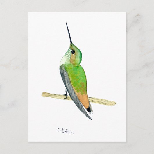Allen's hummingbird postkarte (Vorderseite)