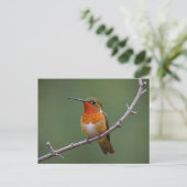 Allen's Hummingbird sitzen Postkarte (Stehend Vorderseite)