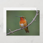 Allen's Hummingbird sitzen Postkarte (Vorne/Hinten)