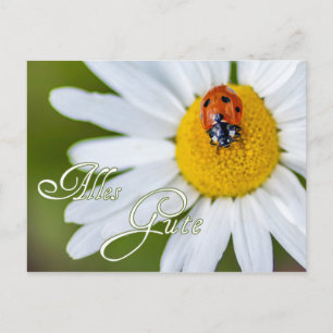 Alles Gute mit Glücksmarienkäfer Postkarte