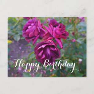 Alles Gute zum Geburtstag Burgunder-Eisberg-Rose # Postkarte