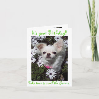 Alles Gute zum Geburtstag für Hunde Karte