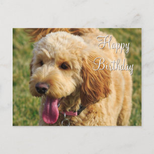 Alles Gute zum Geburtstag Goldendoodle Hund Postkarte