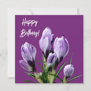 Alles Gute zum Geburtstag hübscher lila Crocus, sc Karte