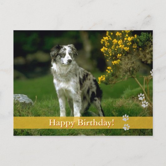 Alles Gute zum Geburtstag! - Hunde Postkarte (Vorderseite)