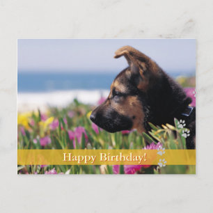 Alles Gute zum Geburtstag! - Hunde Postkarte