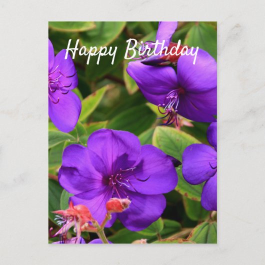 Alles Gute zum Geburtstag: Lila Tibouchina-Blume Postkarte (Vorderseite)