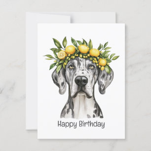 Alles Gute zum Geburtstag Merle Dogge Lemon Crown Postkarte