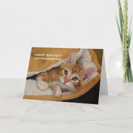 Alles Gute zum Geburtstag, Orange Tabby Kitten im Karte