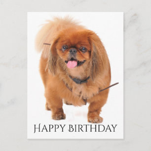 Alles Gute zum Geburtstag Pekingese Rotbrauner Wel Postkarte
