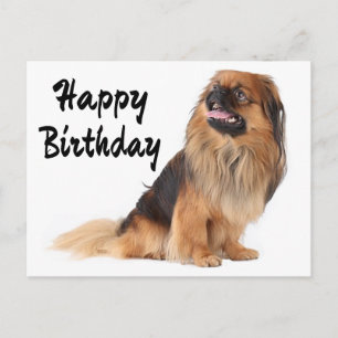 Alles Gute zum Geburtstag Pekingese Welpenhund Postkarte