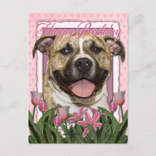 Alles Gute zum Geburtstag - Pitbull - Tigger Postkarte (Vorderseite)