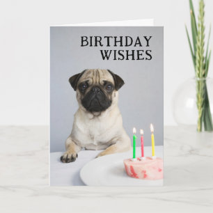 Alles Gute zum Geburtstag Pug Karte