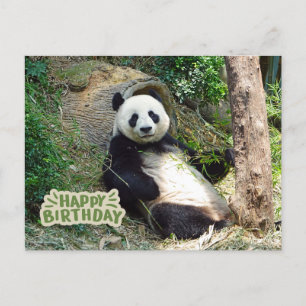 Alles Gute zum Geburtstag Riesen-Panda-Bär  Postkarte