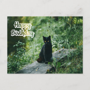 Alles Gute zum Geburtstag schwarze Katze im Freien Postkarte