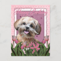 Alles Gute zum Geburtstag - ShihPoo - Maggie
