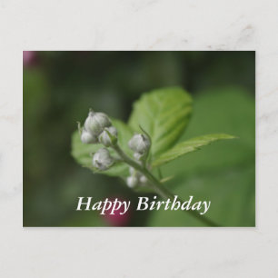 Alles Gute zum Geburtstag, Sommer wilde Himbeer-Bl Postkarte