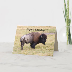 Alles Gute zum Geburtstag, staubiger Bison Stier Karte