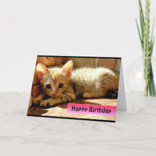 Alles Gute zum Geburtstag Süße Kleine Katze Karte