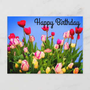 Alles Gute zum Geburtstag Verschiedene Tulpen #3 P Postkarte