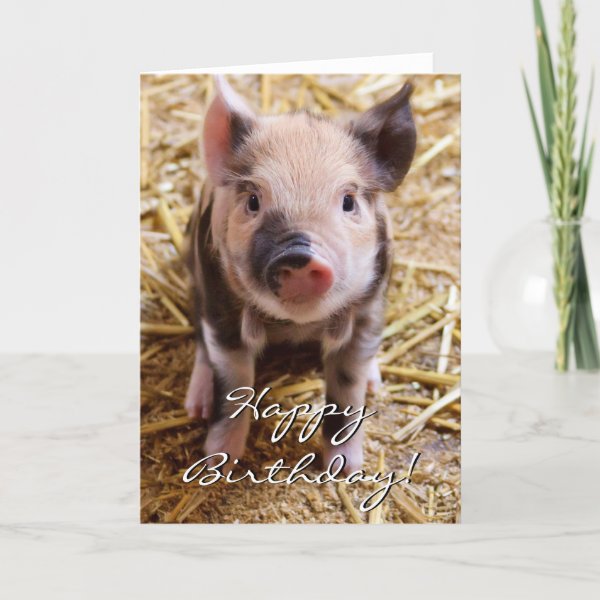 Schwein Karten Zazzle.de