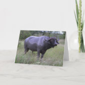 Alles- Gute zum Geburtstagkap-Büffel-Schlamm-Bad Karte (Rückseite)