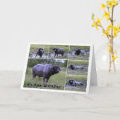 Alles- Gute zum Geburtstagkap-Büffel-Schlamm-Bad Karte (Gelbe Blume)