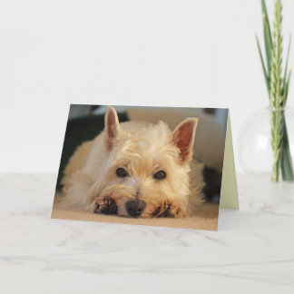 Alles- Gute zum Geburtstagkarte - Westie Karte