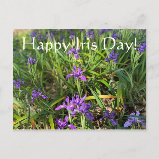 Alles Gute zum Iris Day! Postkarte (Vorderseite)