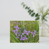 Alles Gute zum Iris Day! Postkarte (Stehend Vorderseite)