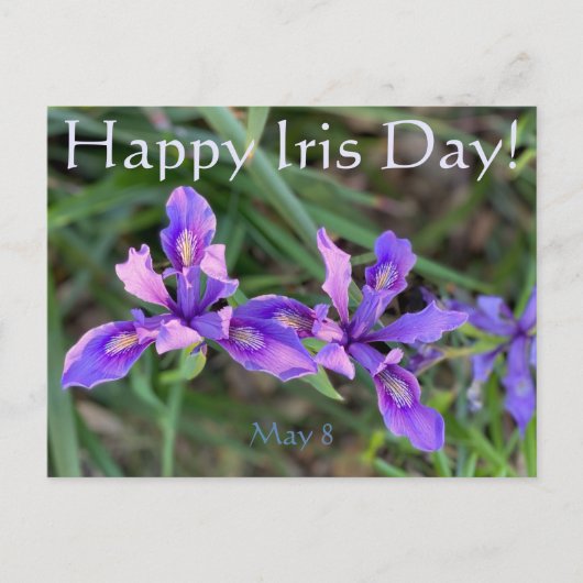 Alles Gute zum Iris Day! Postkarte (Vorderseite)