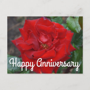 Alles Gute zum Jubiläum Crimson Bouquet Rose #3 Po Postkarte