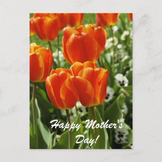 Alles Gute zum Muttertag Postkarte (Vorderseite)