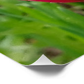 Alles hat Schönheit Konfuzius Spider auf Tulip Poster (Ecke)